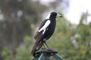 magpie-bird-1