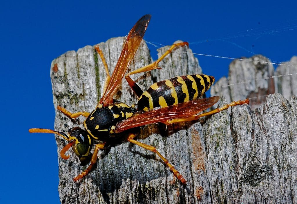 wasp control