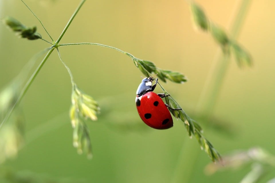 ladybug-1