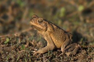 keep cane toads away