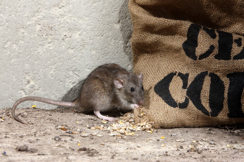 don't let rodents become a problem