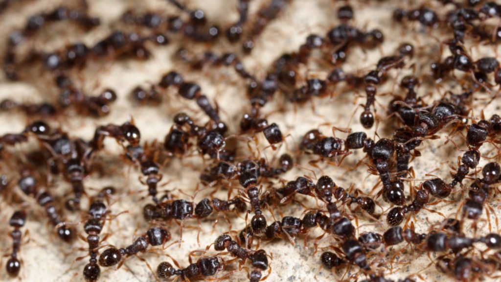 get rid of ants