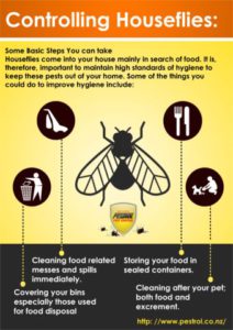 Flies as Pests Signs, Symptoms, Prevention and Control - Pestrol Australia