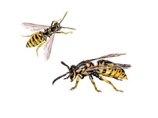 Wasp Control Products