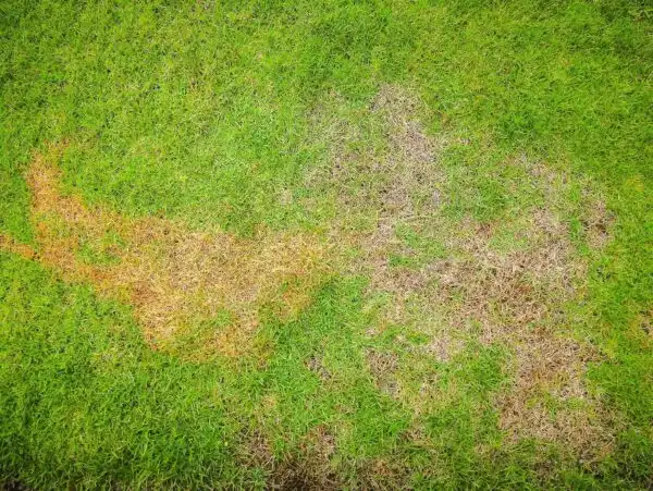 A-dead-or-dying-lawn