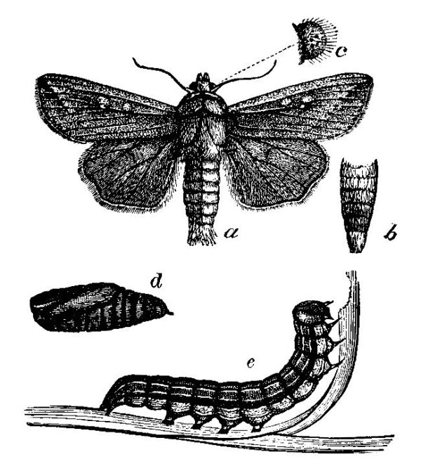 Your Guide to the Armyworm and How To Deal With An Infestation ...