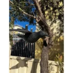Flying Black Crow Repellent Decoy