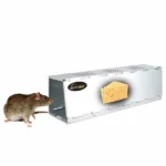 Collapsible Rat Trap in action