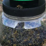 Envirosafe European Wasp Trap – Effective, Non-Toxic Wasp Control Solution.