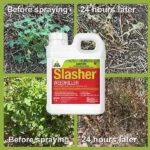 Slasher Organic Weed Killer Before And After