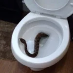 Snake In Toilet