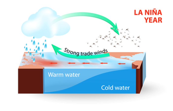 the effect of la nina on mosquitos