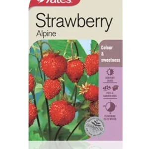 Strawberry Alpine Seeds - Yates