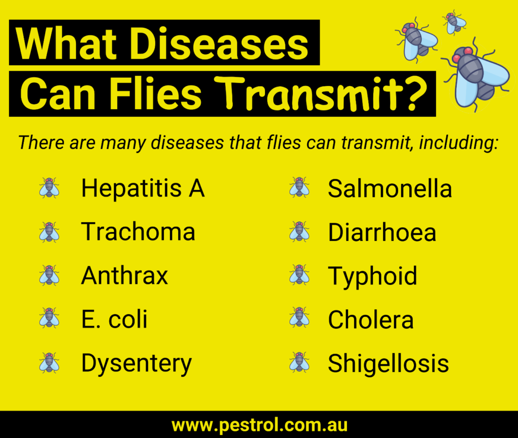 Why Flies are dangerous to your health | Pestrol Australia