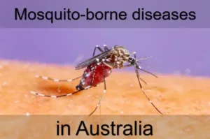 Mosquito-borne diseases in Australia