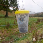 Vespex wasp trap and lure bundle in action 3