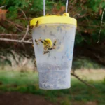 Vespex wasp trap and lure bundle in action 2