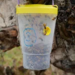Vespex wasp trap and lure bundle in action 1