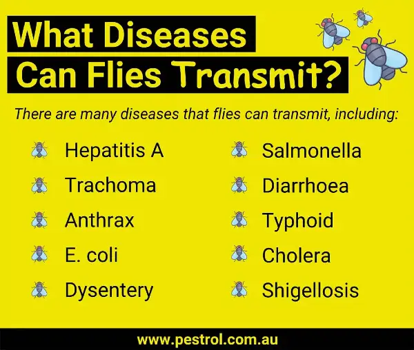 what diseases can flies transmit