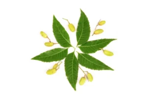 Neem leaves