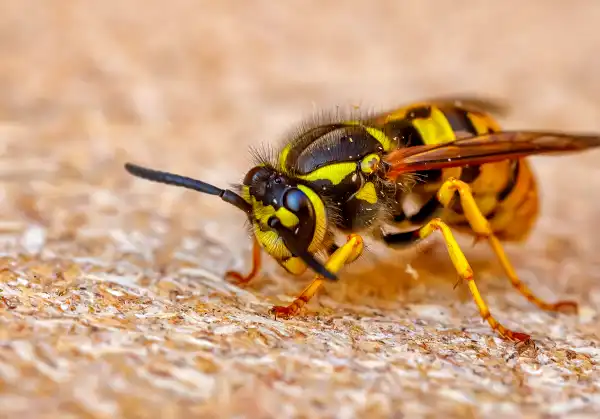 Wasp zoomed in