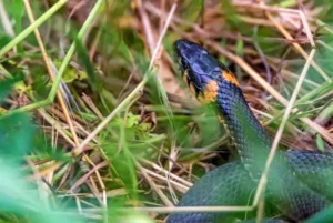 close up grass snake