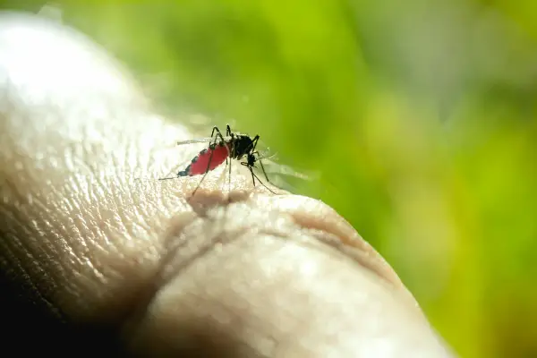 https://www.pestrol.com.au/wp-content/uploads/2021/10/close-up-of-mosquito.webp