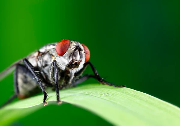 How To Get Rid Of Fly Problems