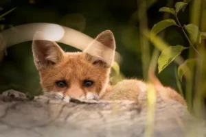 fox hiding