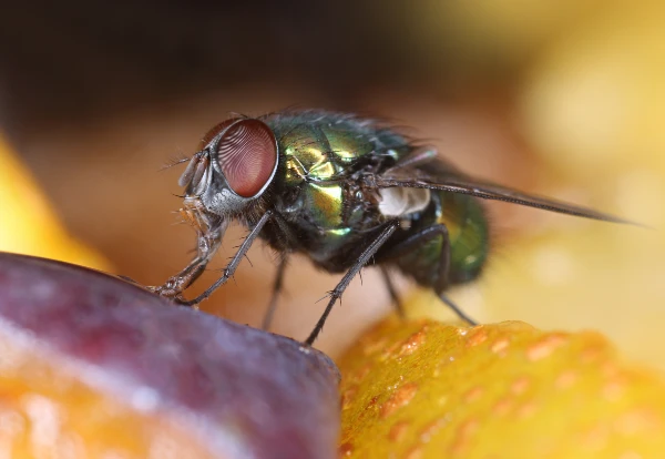 How To Quickly Get Rid of House Flies and Fruit Flies