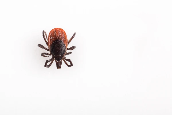 Home remedies to outlet get rid of ticks