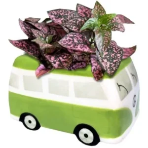 Mr. Fothergill's Minivan Grow Kit