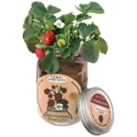 Mason Jar Grow Kit - Strawberry