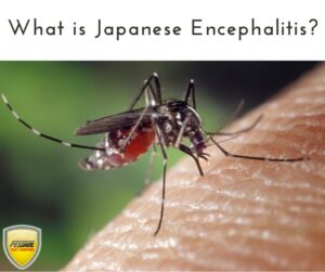 What is Japanese Encephalitis?