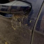 Spider and Ant Automotive Treatment