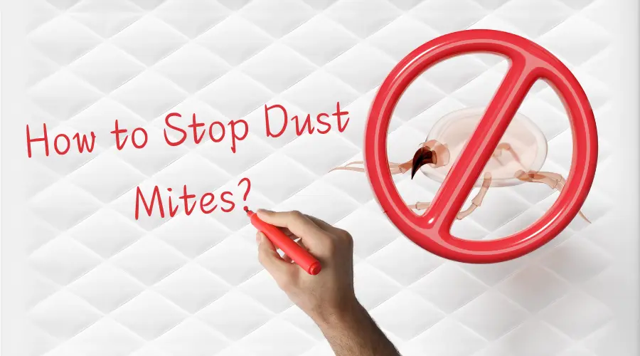 How to get rid of Dust Mites