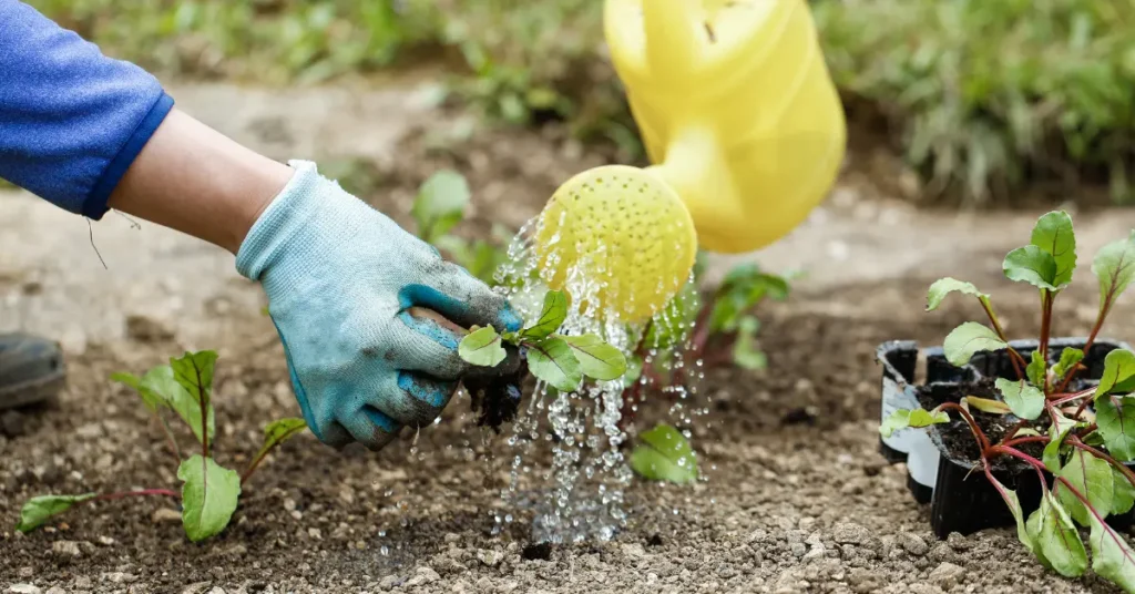 watering plants with liquid fertiliser and water