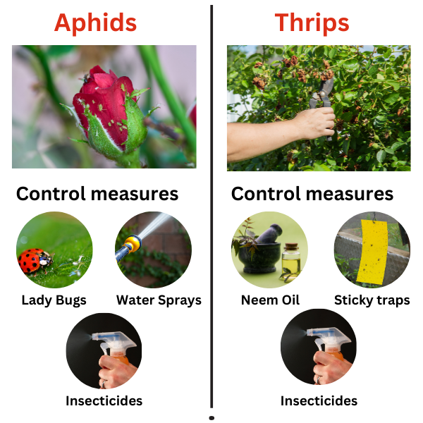 Aphids & Thrips