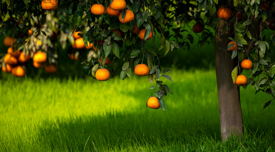 A Guide to Spotting and Tackling Common Citrus Plant Pests