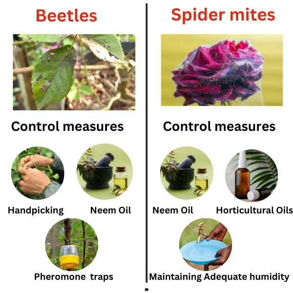 Common types of pests that love Roses