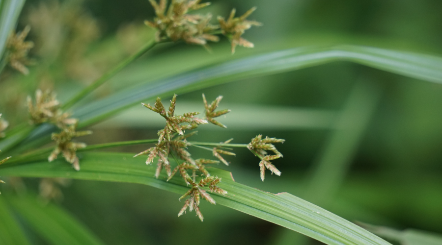 Image of a nutgrass