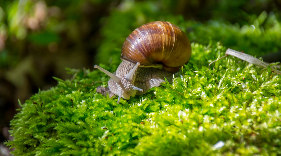 How to Get Rid of Slugs and Snails in Your Garden