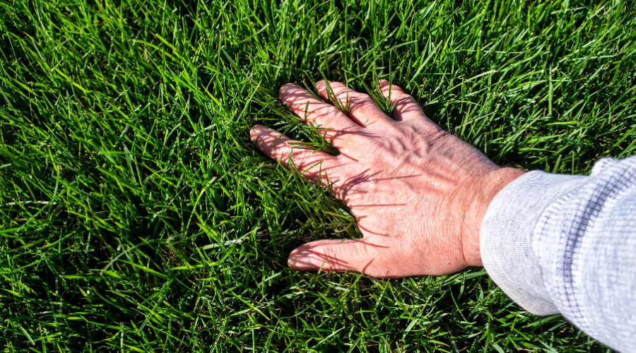 How to achieve healthy lawn