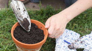 Potting mix