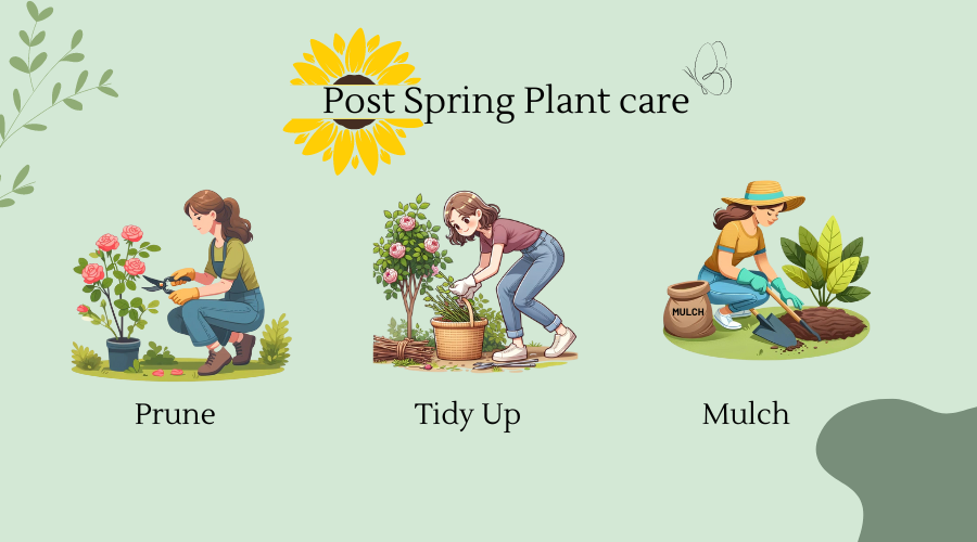 Post Spring Plant Care