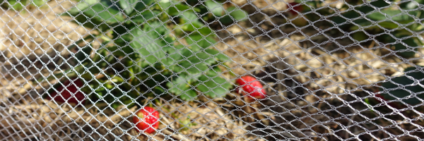 Fruit tree Bird Netting