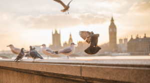 Control Pigeons using Bird Netting