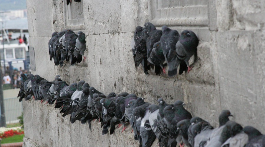 How to control pigeons