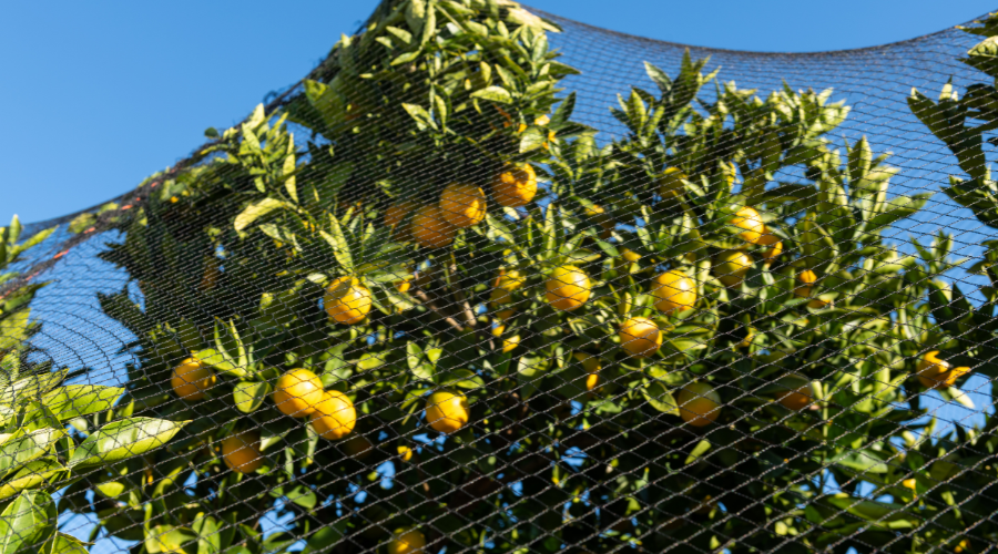 Fruit tree bird netting for protecting fruit trees