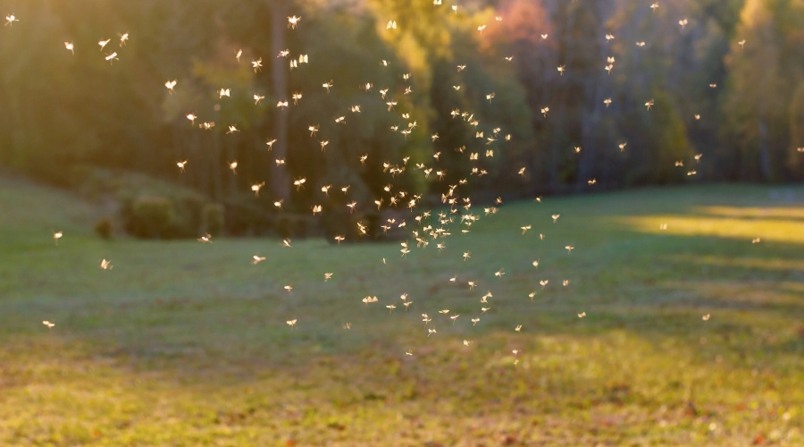 Eastern Equine Encephalitis (EEE) - Guide for Australians on Mosquito-Borne Risks